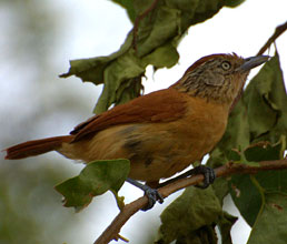 Barred antshrike - female bird found at Hacienda Chichen and Yaxkin Spa, Yucatan, Mexico