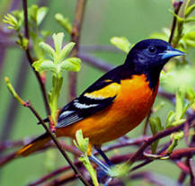 Baltimore Oriole at Hacienda Chichen, Chichen Itza, Yucatan