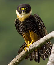 Bat Falcons found in Hacienda Chichen Resort, Chichen Itza, Yucatan, Mexico