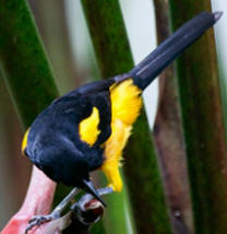 Birding in Yucatan: do not miss Hacienda Chichen Bird Refuge with over 160 bird species to enjoy from your own room terrace!