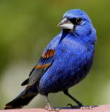 Blue-Grosbeak male plumage observe at Hacienda Chichen Bird Refuge, Chichen Itza, Yucatan