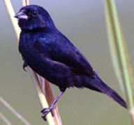 Bird Refuge at Hacienda Chichen, Yucatan, Mexico: resident songbird: Blue-black grassquit