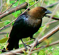 Yucatan Bird Festival - enjoy birding at Hacienda Chichen Bird Refuge in Chichen Itza