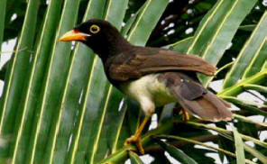 Yucatan Bird Tours: Brown Jay observed at Hacienda Chichen Bird Refuge in Chichen Itza, Mexico