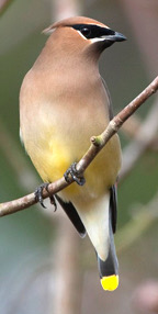 Cedar waxwing, Bombycilla cedrorum