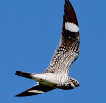 Common Nighthawk, Chordeiles minor, birdwatching at Hacienda Chichen in Yucatan