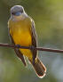 Couchs kingbird, tyranuus couchii, songbird resident at Hacienda Chichen Resort