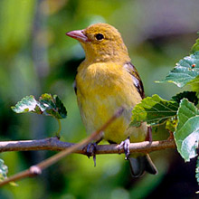 Yucatan Birding Vacation Packages - Scarlet tanager found at Hacienda Chichen Bird Refuge