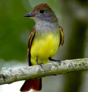 Great creasted flycatchers at Hacienda Chichen Bird Refuge in Chichen Itza, Yucatan, Mexico