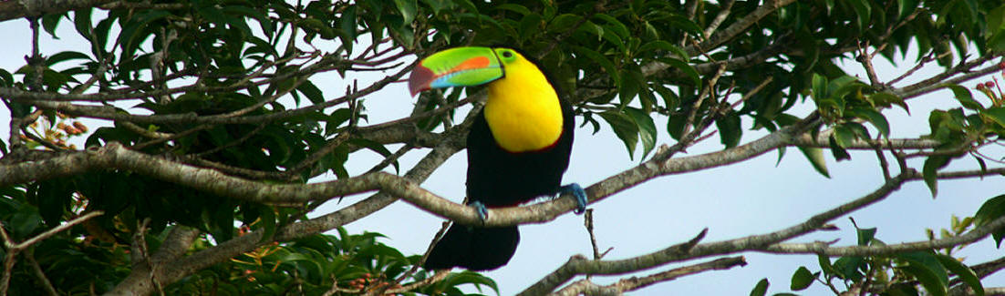 Keel-billed Toucan observed at Hacienda Chichen Bird Refuge, Chichen Itza, Yucatan, Mexico