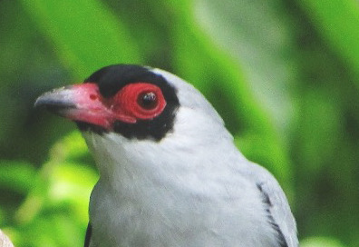 Mask tityra, Tityra semifasciata, is also called Pelan K'euel in Yucateca Maya.