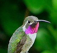 Mexican Sheartail is endemic to Mexico and observed at Hacienda Chichen Bird Refuge in Chichen Itza, Yucatan, Mexico