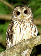  Ciccaba virgata - Mottled Owl (English)  Lechuza de Cola Larga (Spanish) found at Hacienda Chichen Bird Refuge, Chichen Itza, Yucatan, Mexico