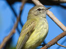 Myiopagis viridicata, Greenish Elaenia at Hacienda Chichen Resort, Chichen Itza Yucatan Mexico