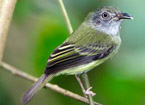 Oncostoma cinereigulare found at Hacienda Chichen Resort, Yucatan, Mexico