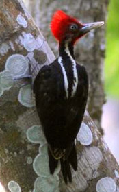 Birding at Hacienda Chichen, Chichen Itza, Yucatan, Mexico