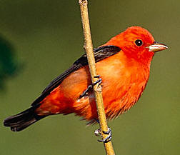 Summer Tanager (male) grace the gardens at Hacienda Chichen in Chichen Itza, Yucatan, Mexico