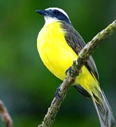 Yucatan Bird-watching Tours at Hacienda Chichen Bird Refuge a mist Chichen Itza Maya pyramids.