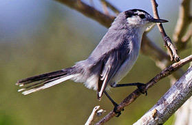 Yucatan Bird Tours: White-lored gnatcatcher, Polioptila albiloris, at Hacienda Chichen Bird Refuge, Chichen Itza, Yucatan, Mexico