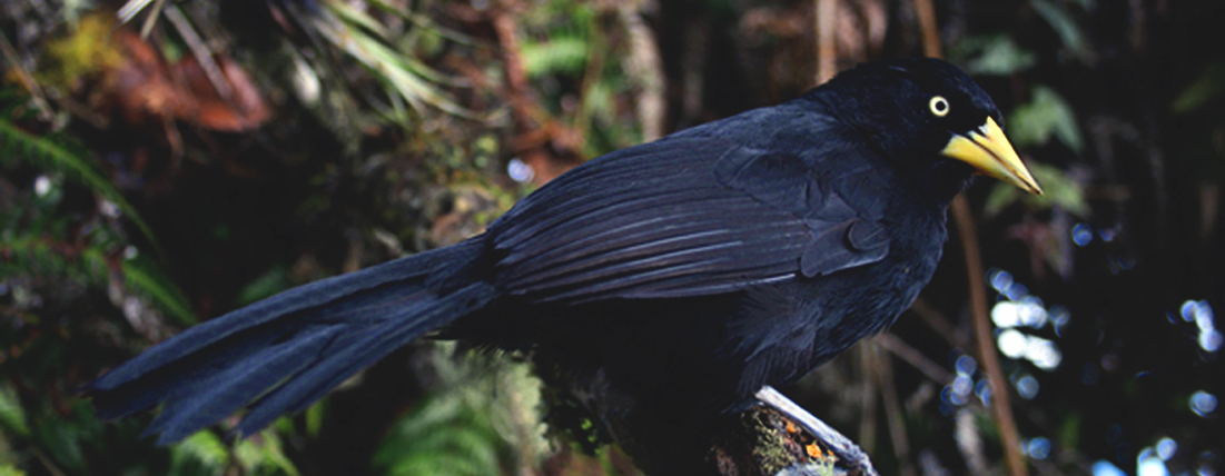 Black birds identification list and photos - Yellow-billed cacique