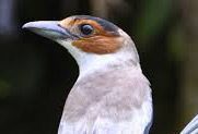 Black crowned tityra, Tityra inquisitor, is also called Pelan K'euel in Yucatec Maya