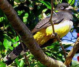 Birds found in Yucatan: Black headed trogon at Hacienda Chichen Bird Refuge