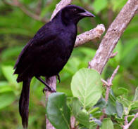 Yucatan Birds: Dives dives is the Melodious black oriole that will sing all day long at Hacienda Chichen Resort, Chichen Itza