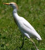 Cattle egrets visit often Hacienda Chichen Wildlife Reserve in Chichen Itza, Yucatan, Mexico