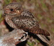  Chuck-wills-widow, one of the hawks you can observe at Hacienda Chichen bird refuge in Yucatan