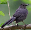 Yucatan Birds: Gray Catbird, DuMetella Carolinensis