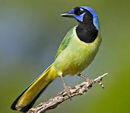 Chichen Itza birding:l Green Jay, Cyanocorax yncas, called Ses ib in Maya