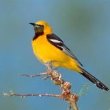 Yucatan birding: Hooded Oriole found at Hacienda Chichen, Chichen Itza