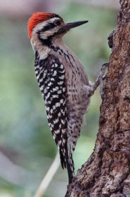 Wildlife Tours and Vacations at Hacienda Chichen Resort, Chichen Itza, Yucatan, Mexico