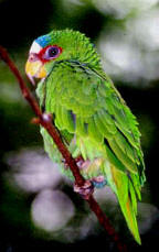 White-fronted parrots found at Hacienda Chichen, Chichen Itza, Yucatan, Mexico