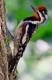 Yucatan Ecoturism: enjoy Yellow bellied sapsuckers at Hacienda Chichen private Bird Refuge