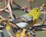 Yelllow throated vireo in Yucatan