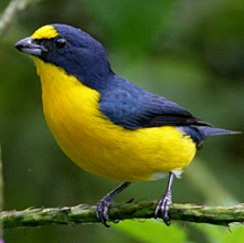 Image result for blue and yellow bird