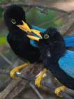 Yucatan Jays are observed at Hacienda Chichen Resort, Chichen Itza, Yucatan