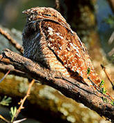 Endemic Birds of Yucatan: Yucatan night-jar, Caprimulgus badius, at Hacienda Chichen