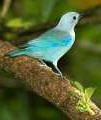 Blue-gray tanager observed at Hacienda Chichen, Chichen Itza, Yucatan, Mexico