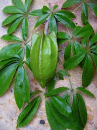 Wild papaya or Bonete Fruit Tree grows in the Hacienda Chichen's Maya Jungle Reserve