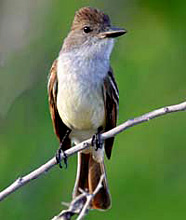 Brown-breasted flycatcher observed at Hacienda Chichen Resort, Chichen Itza, Yucatan, Mexico