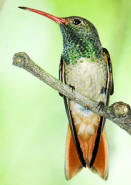 Buff-bellied Hummingbird