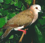 Caribbean doves can be observed at Hacienda Chichen Resort all year round