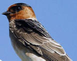 Cave swallow, birding in Yucatan Mexico