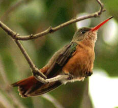 Yucatan birding: Cinnamon hummingbirds at Hacienda Chichen, Chichen Itza, Yucatan, Mexica