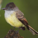 Dusky-capped Flycatcher is one of the many passerine birds found at Hacienda Chichen, Chichen Itza, Yucatan