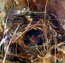  Yellow-throated Euphonia nest - photograph by Jim Conrad at Hacienda Chichen Resort www.haciendachichen.com