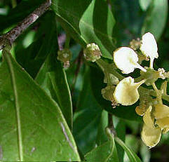 Siip' Che' branches are an important cleansing cure to Maya healers offered at  Yaxkin Spa Mayan holistic Spa experiences.