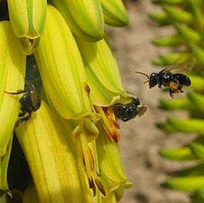 Aloe Vera is an agave, its  beautiful small yellow flowers are filled with nectar. Visit Hacienda Chichen's magical Maya Jungle Reserve in Chichen Itza, Yucatan, Mexico